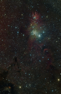 NGC 2264